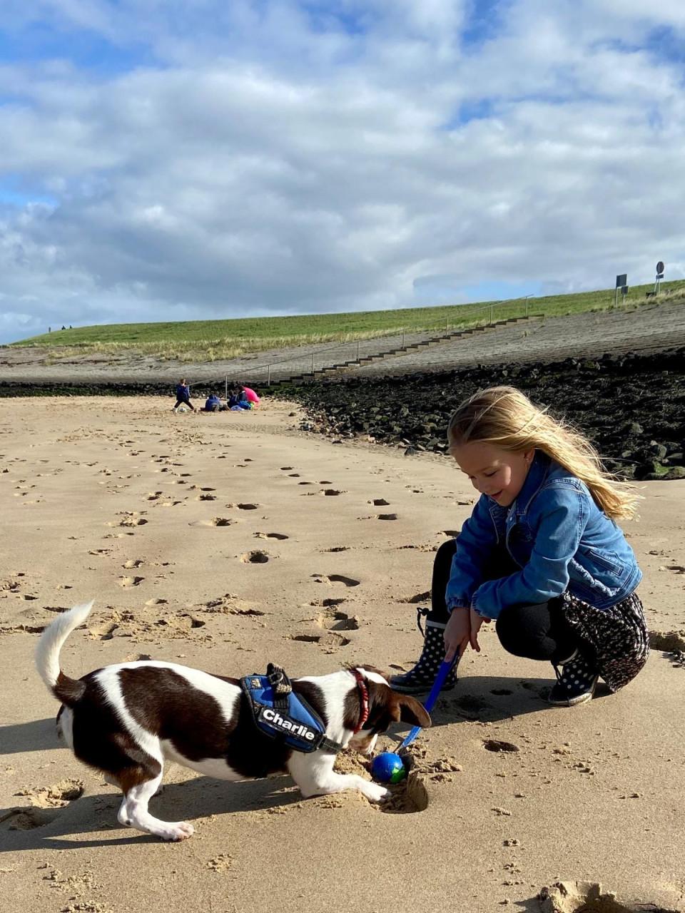 Lieve Jack Russel zoekt nieuw thuis