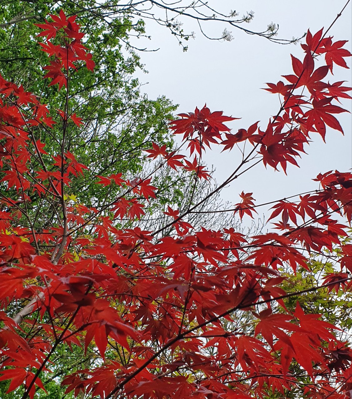 Acers