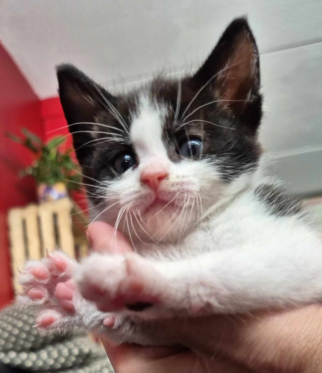Super lieve sociale grotendeels met de fles opgevoede kittens te koop