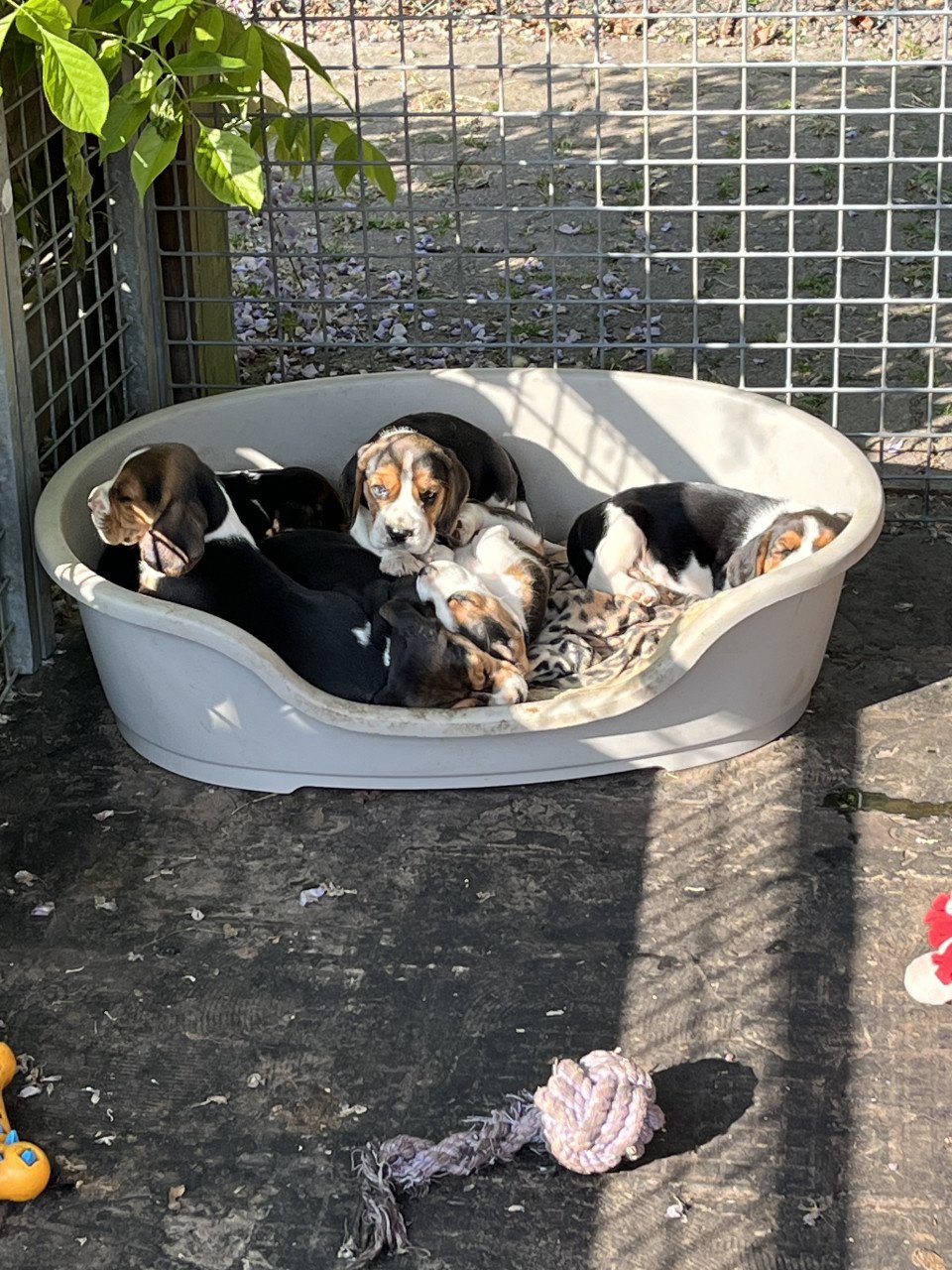 Beagle puppy’s
