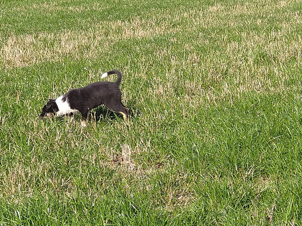 Border Collie pups