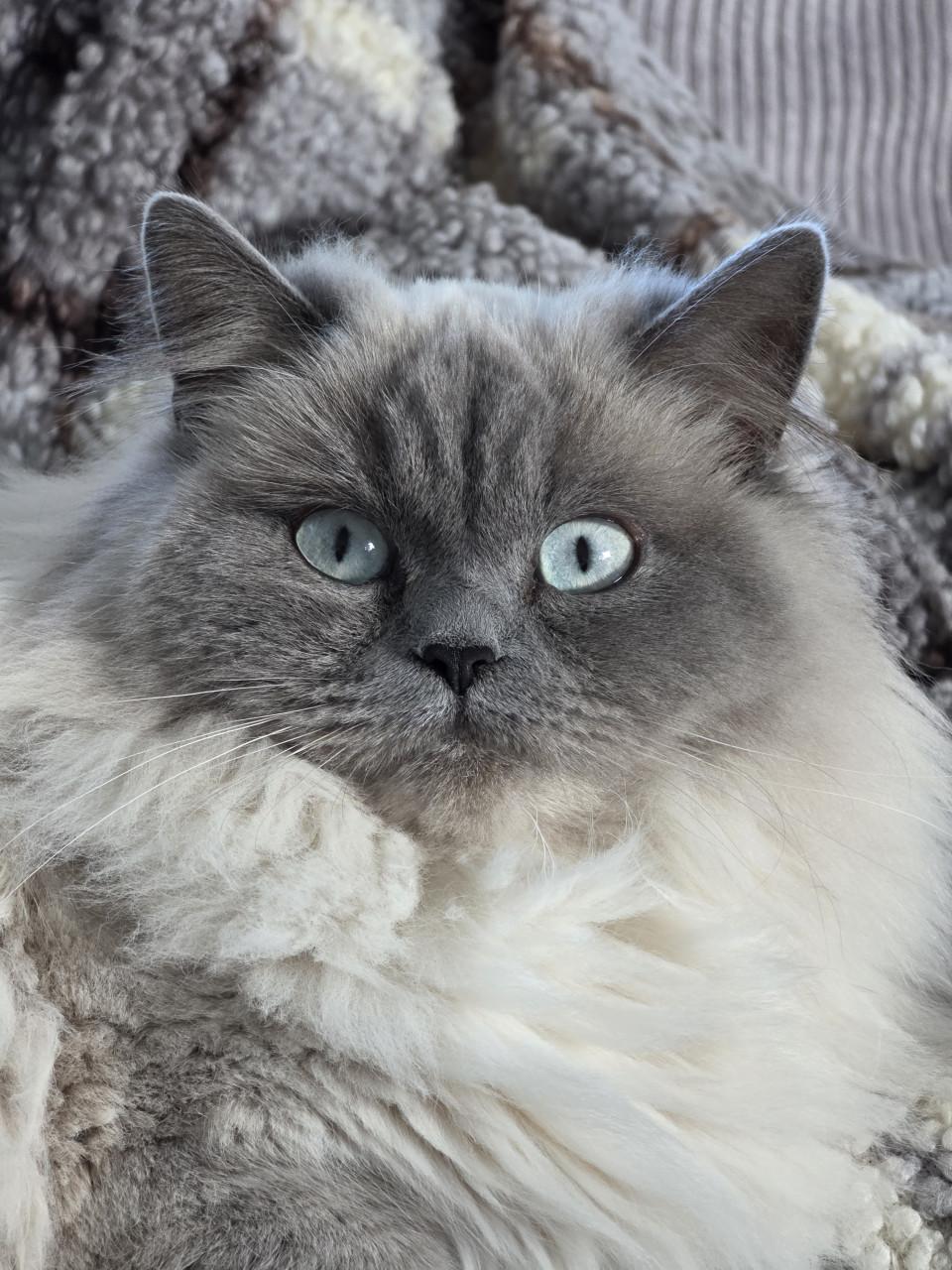 Brits korthaar en langhaar kitten lilac-point