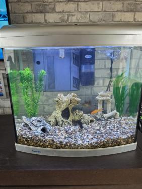 Aquarium met vissen