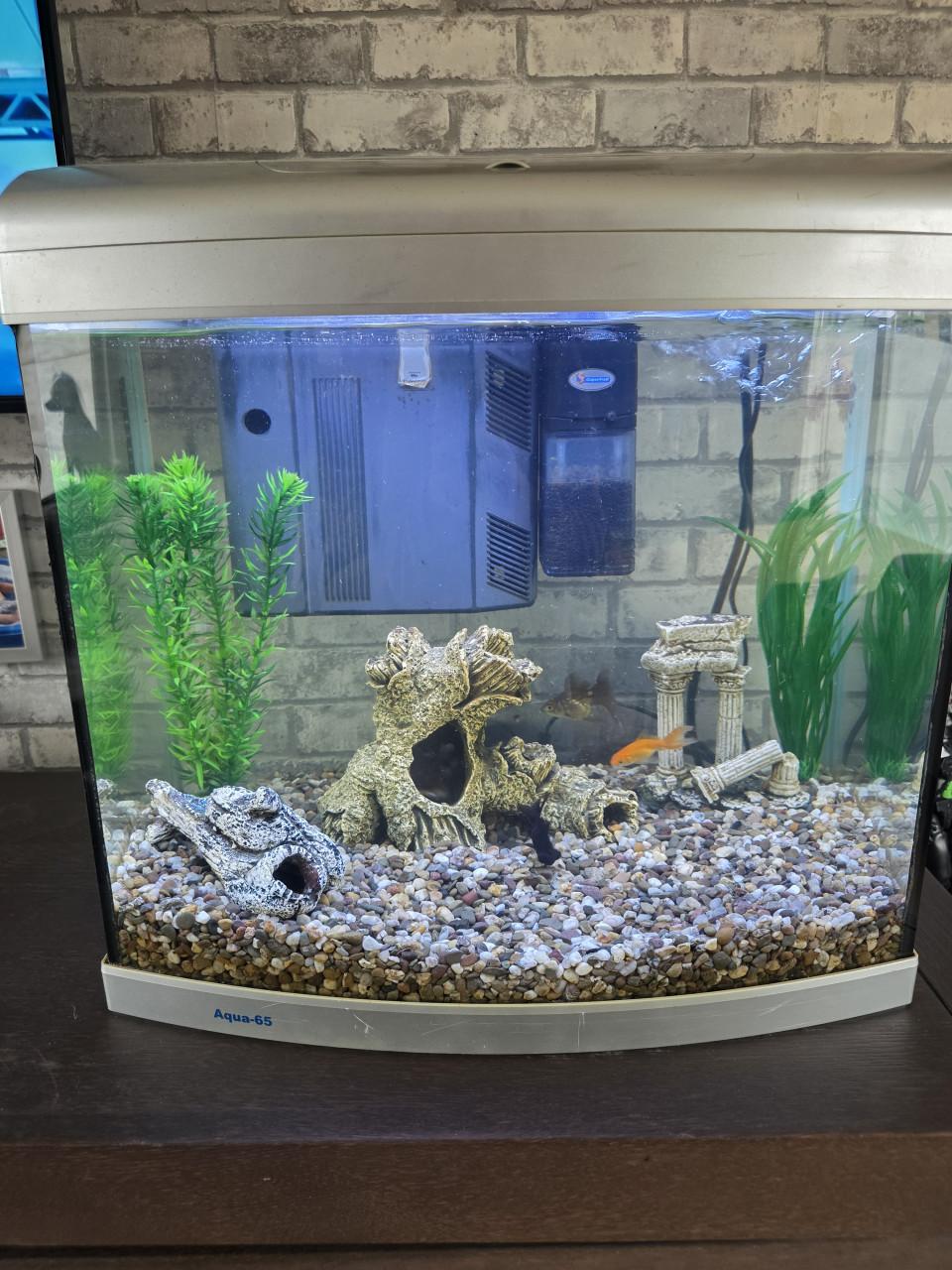Aquarium met vissen