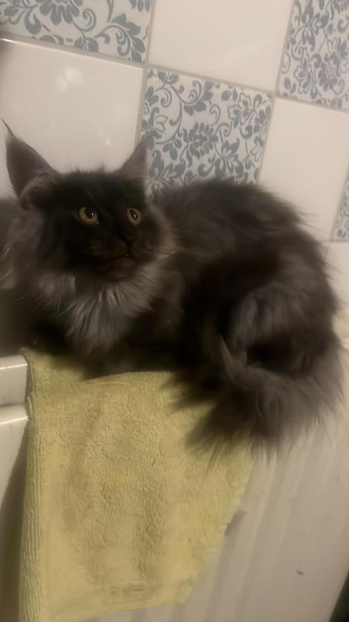 Prachtige Maincoon Ragdoll kittens zoeken met spoed een nieuw huis