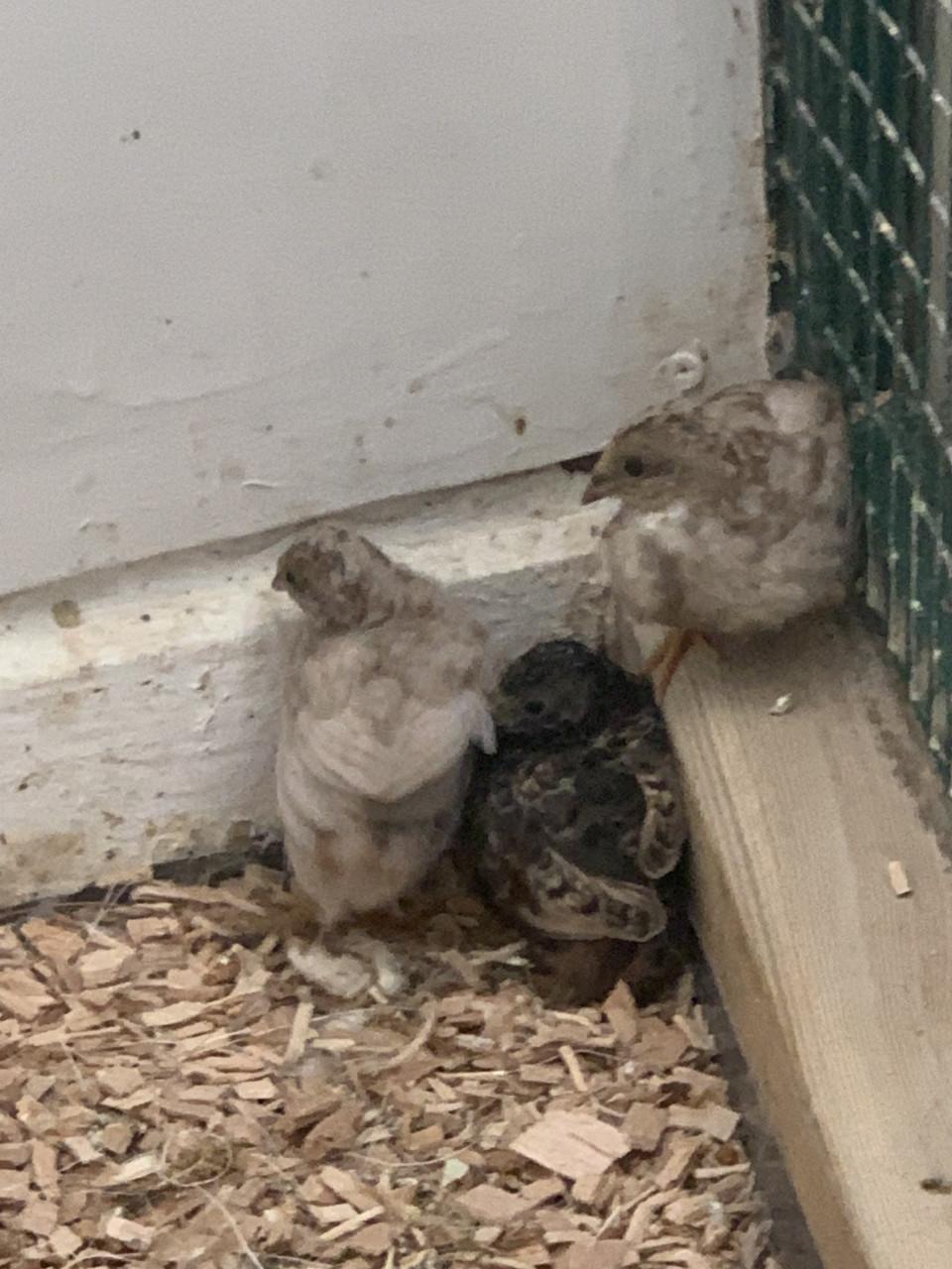 Jonge Dwerg kwartels