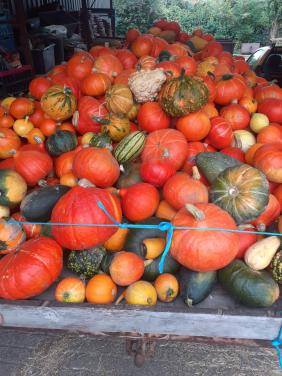 Bio pompoenen te koop