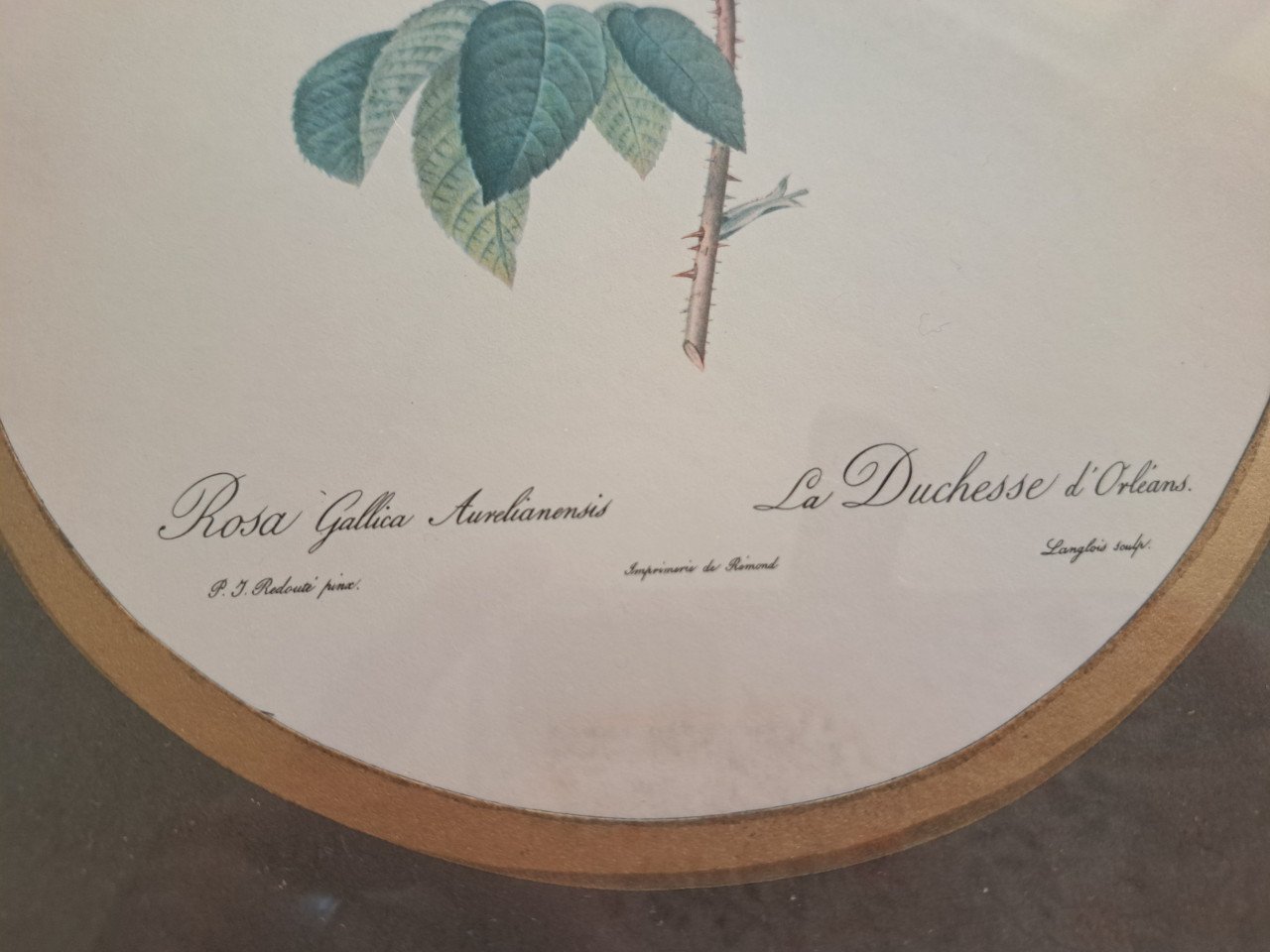 Twee Botanische afbeeldingen