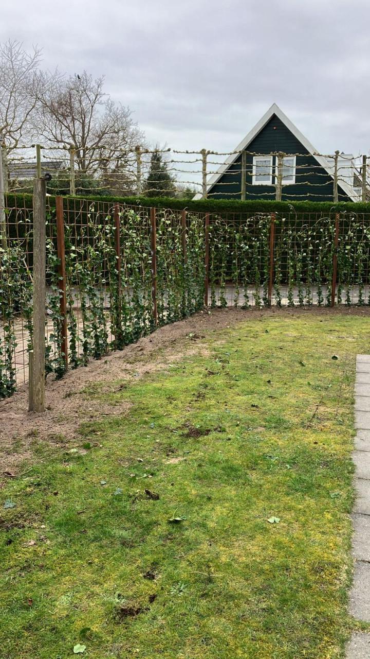 Topkwaliteit Hedera Hibernica (klimop) in diverse maten.