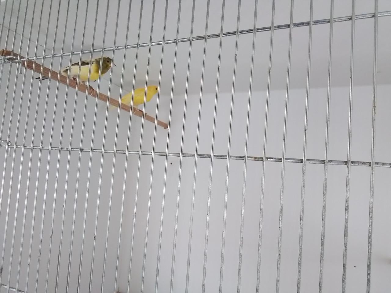 2 koppeltjes hele mooie raza kanaries