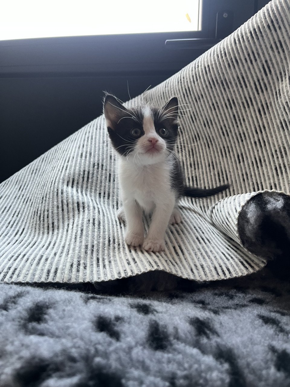 Kitten