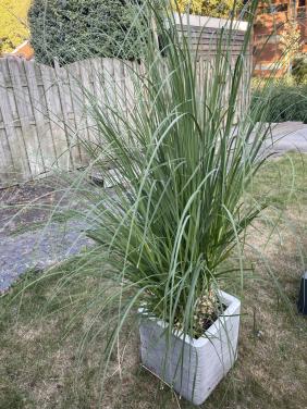Plantenbak met siergras