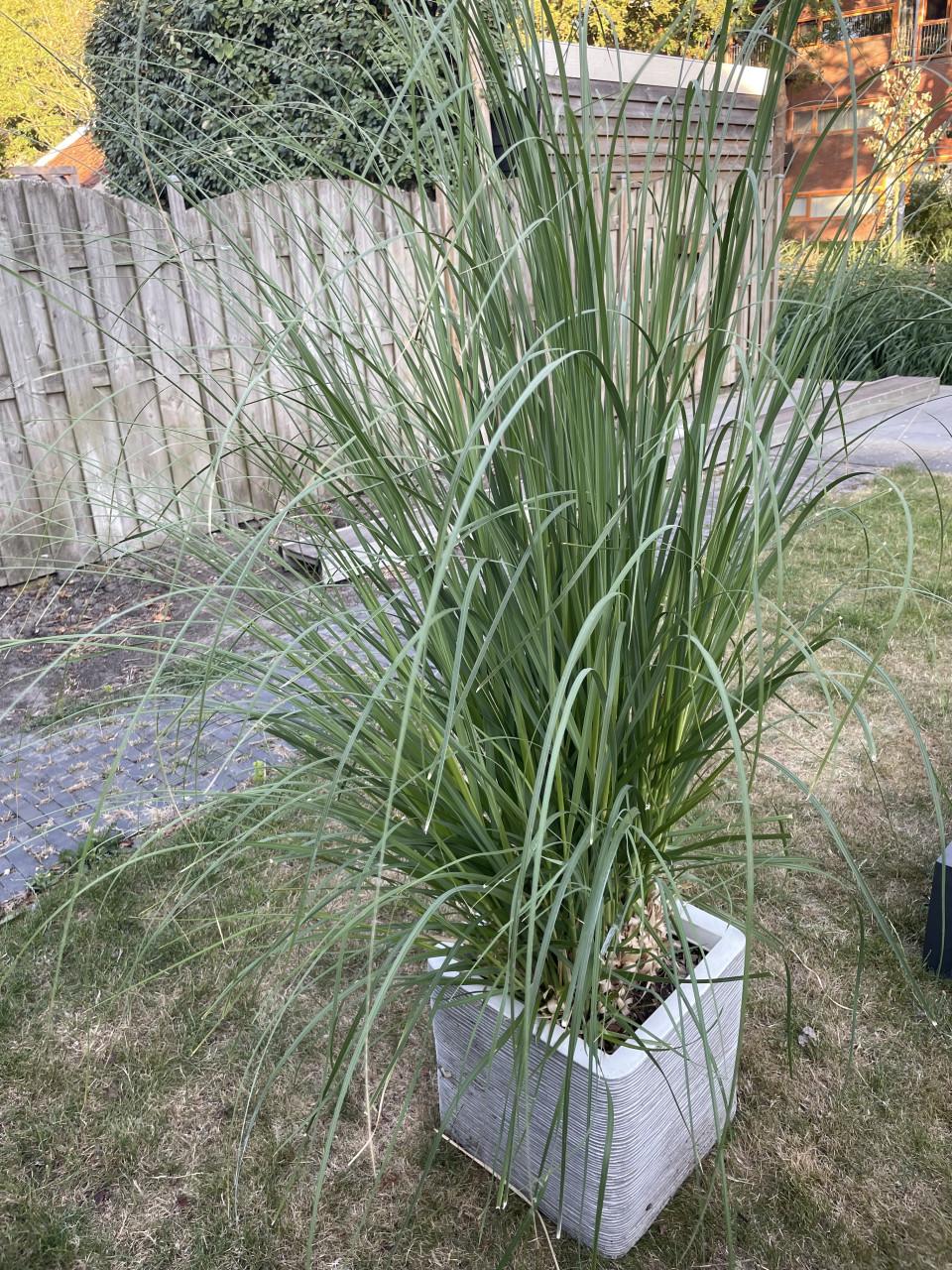 Plantenbak met siergras