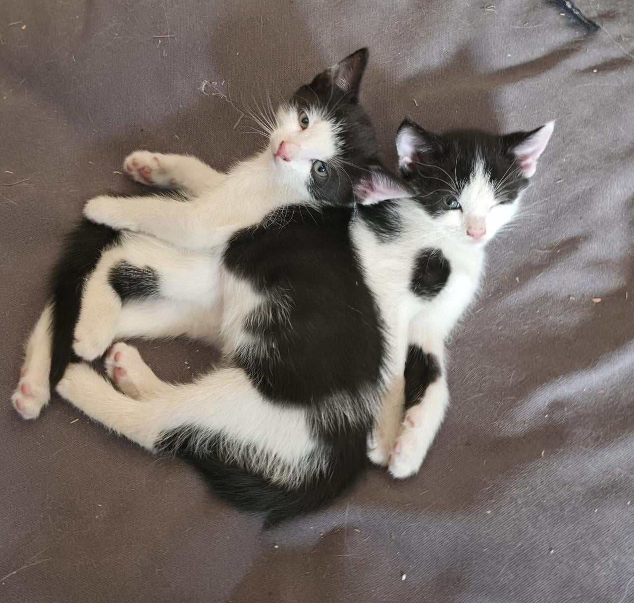 Poesje & katertje