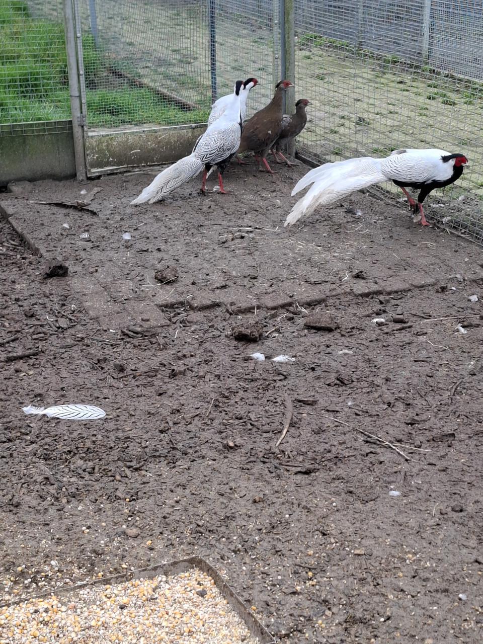 Diverse soorten fazanten