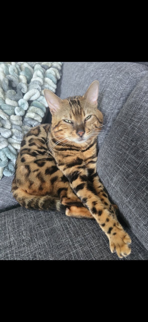 Bengaalse kater te koop