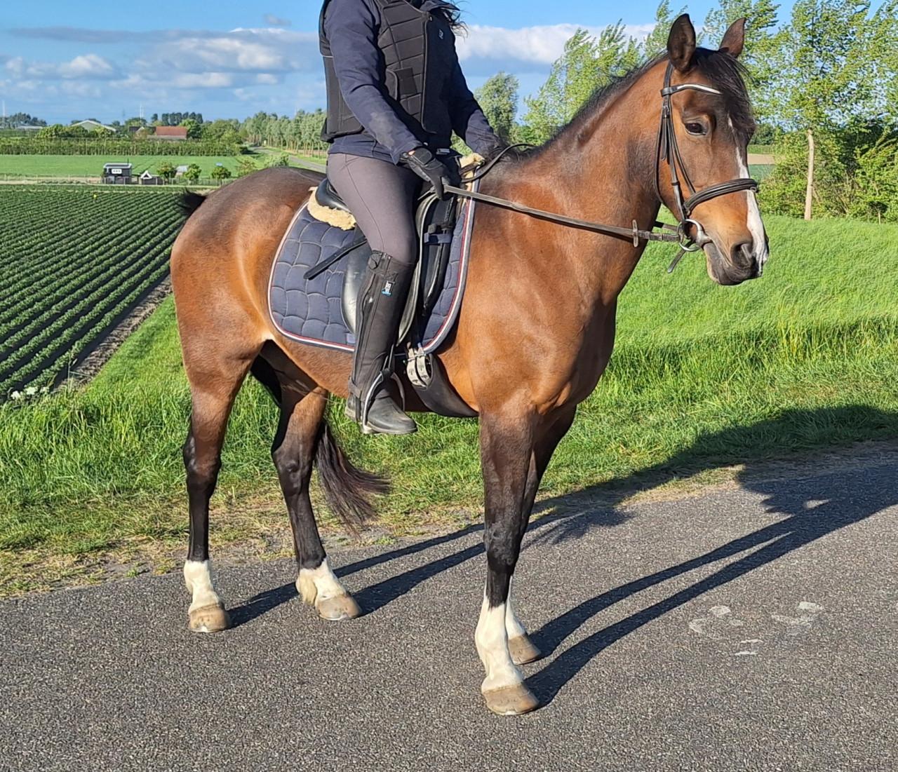 Pony talentvol en energiek, merrie 11jr, 145