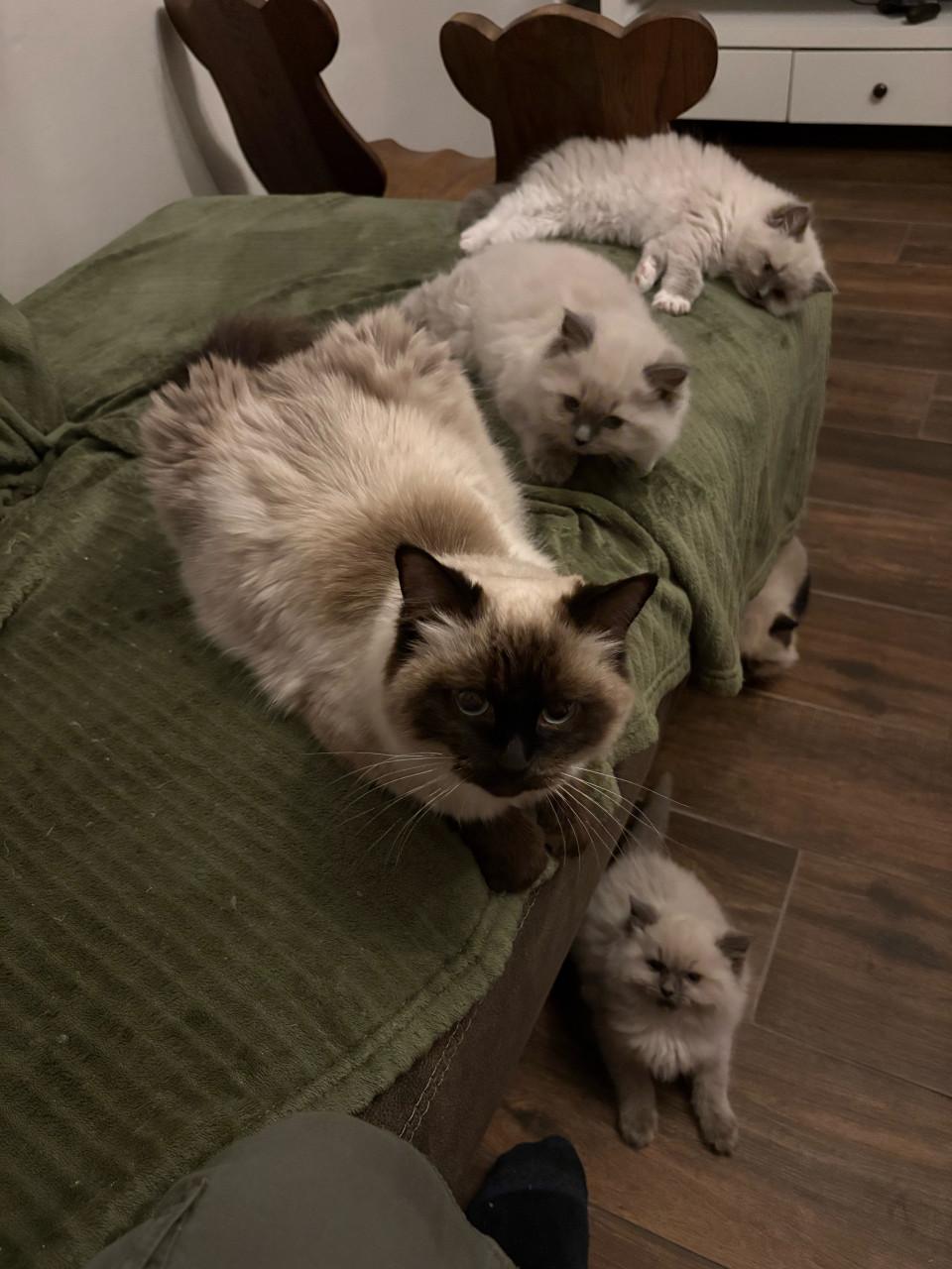 Prachtige ragdoll kittens