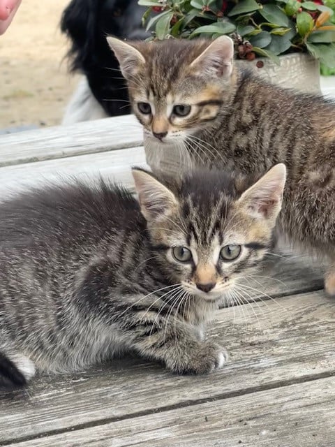 Lieve Kittens (alle 3 gereserveerd)