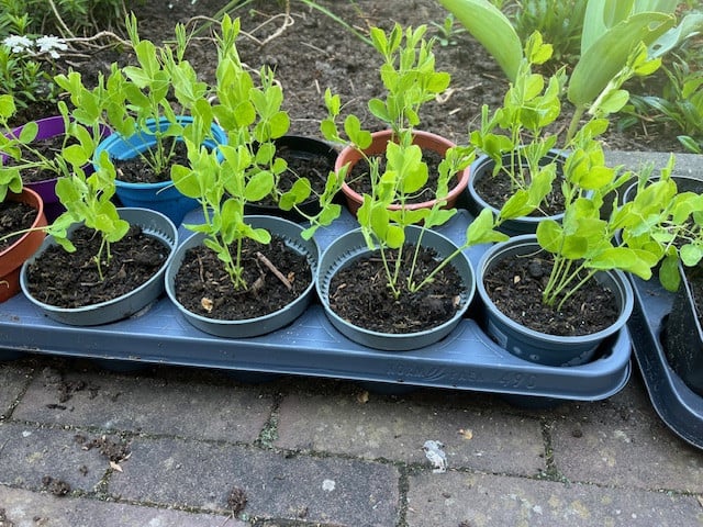 Stekjes lathyrus