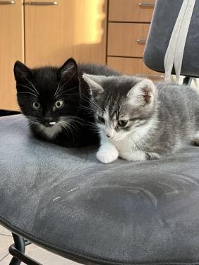 5 jonge kittens