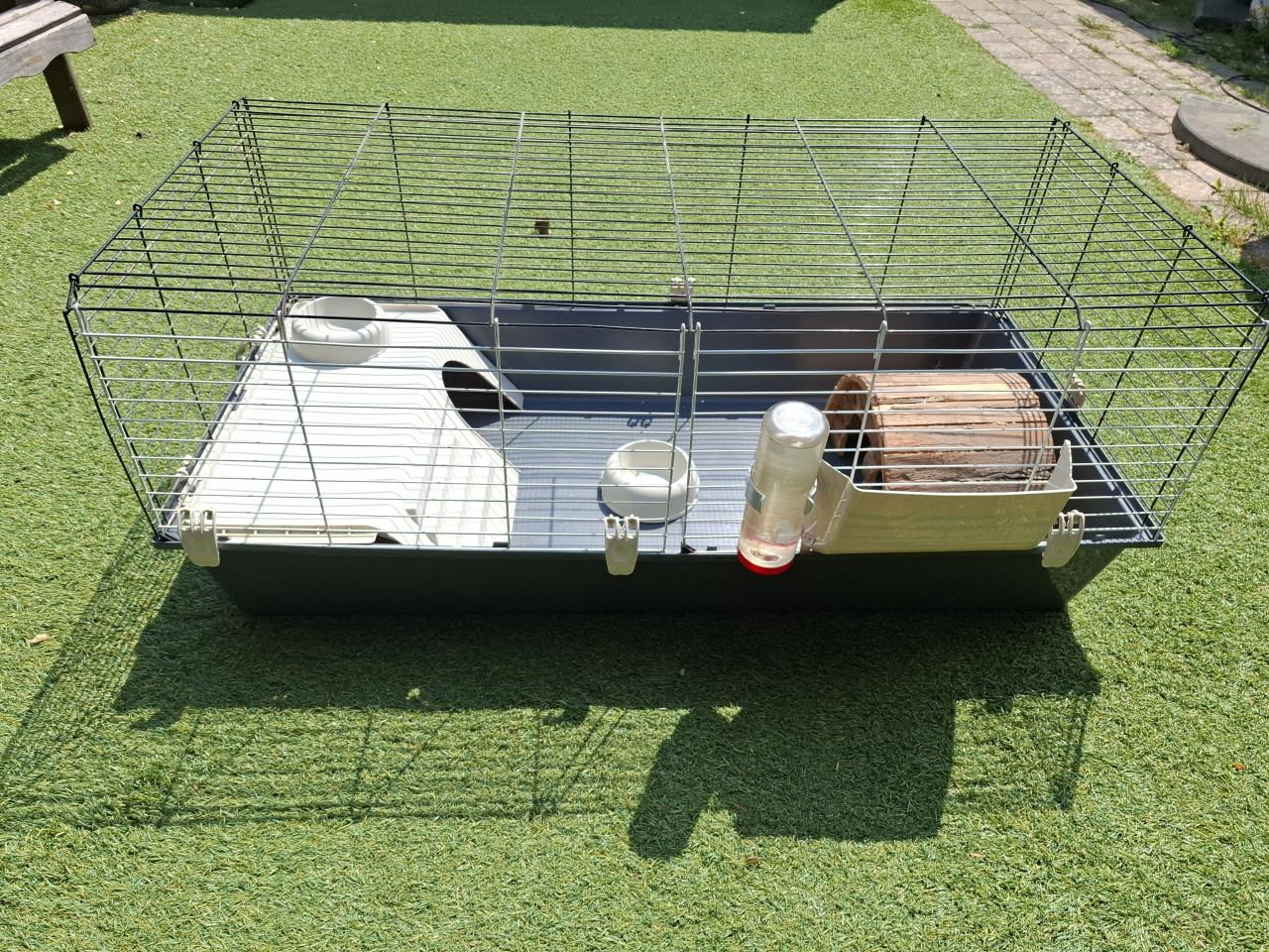 Cavia kooi/hok