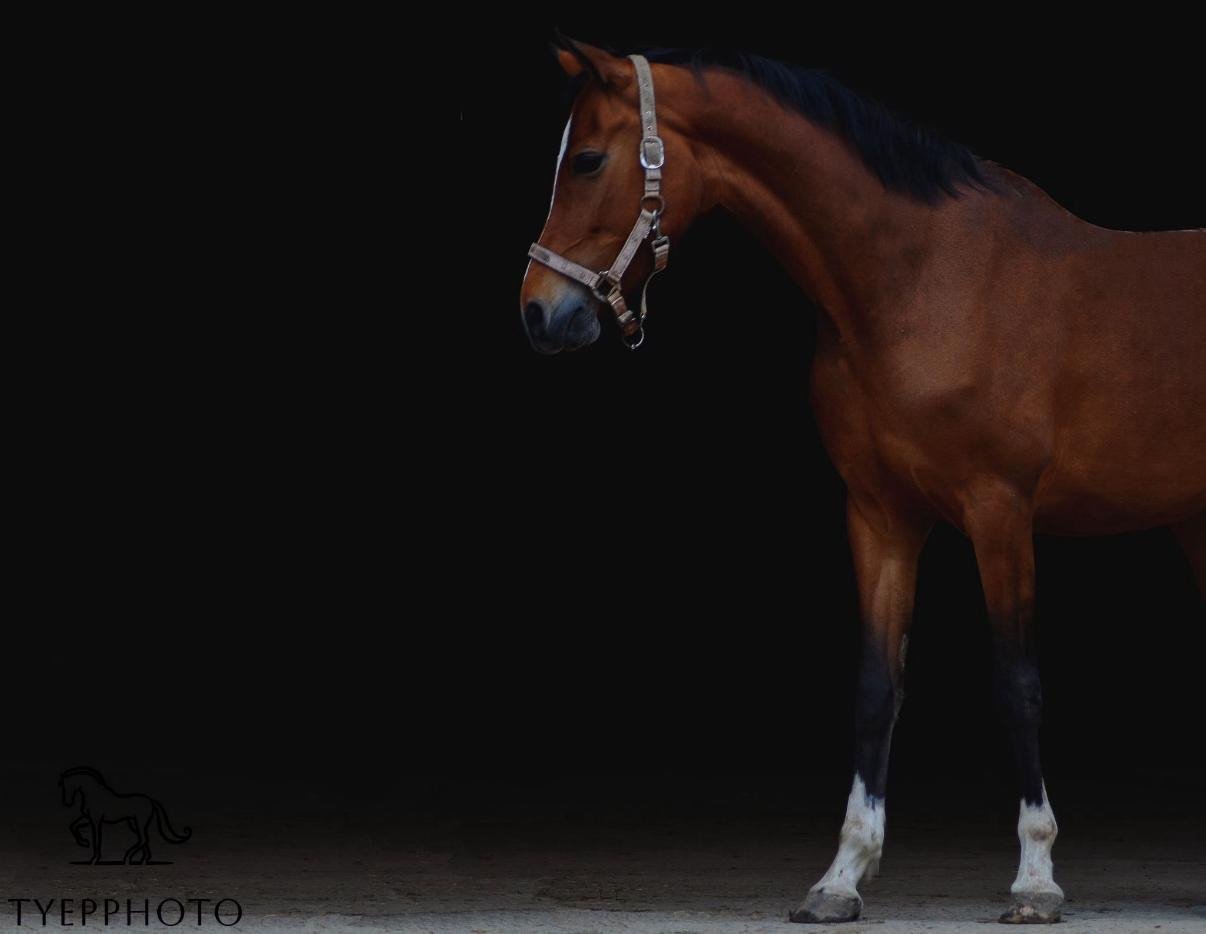 Knappe en lieve welshmerrie