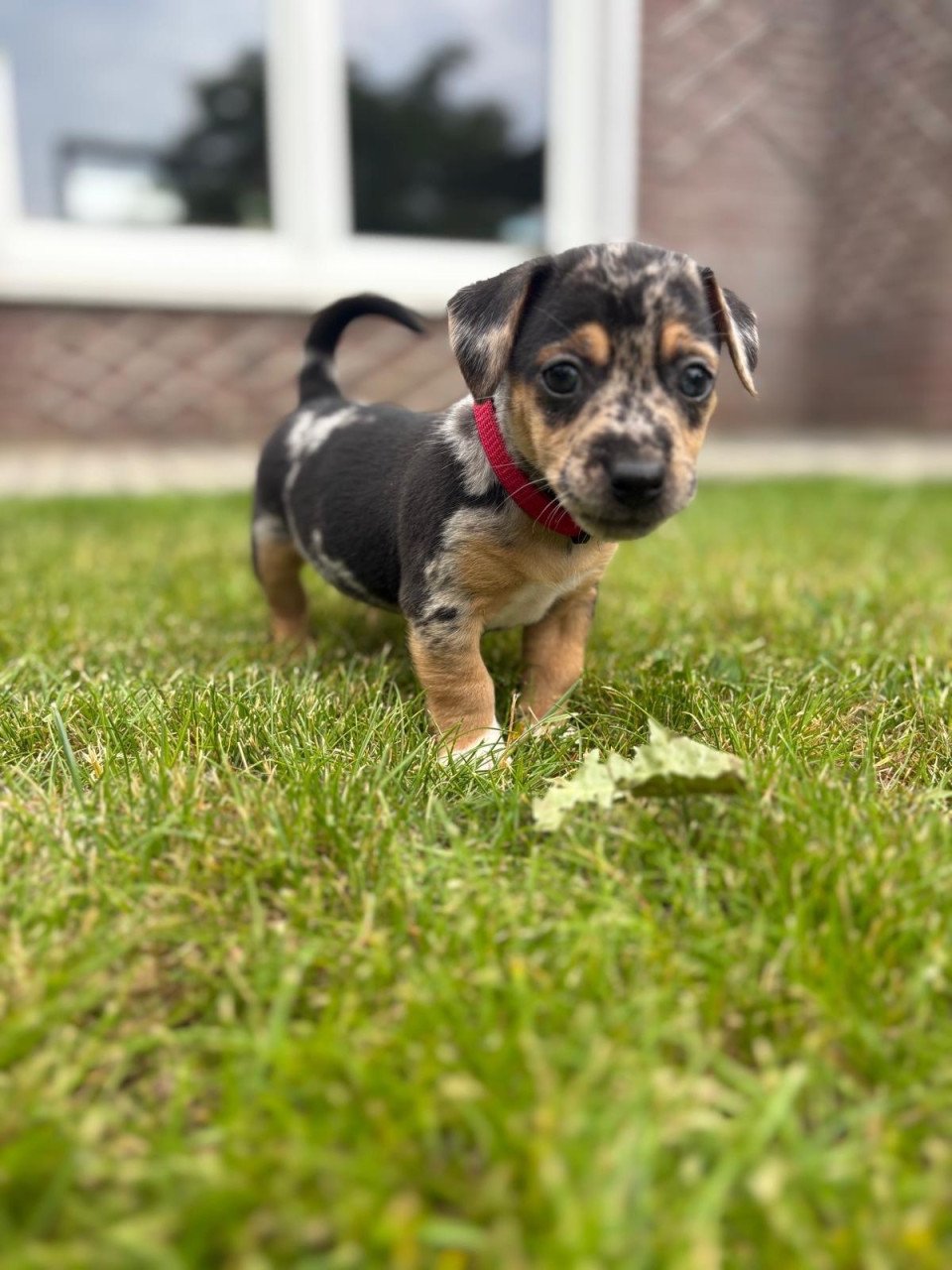 Jack Russel reutje te koop met unieke merle kleur