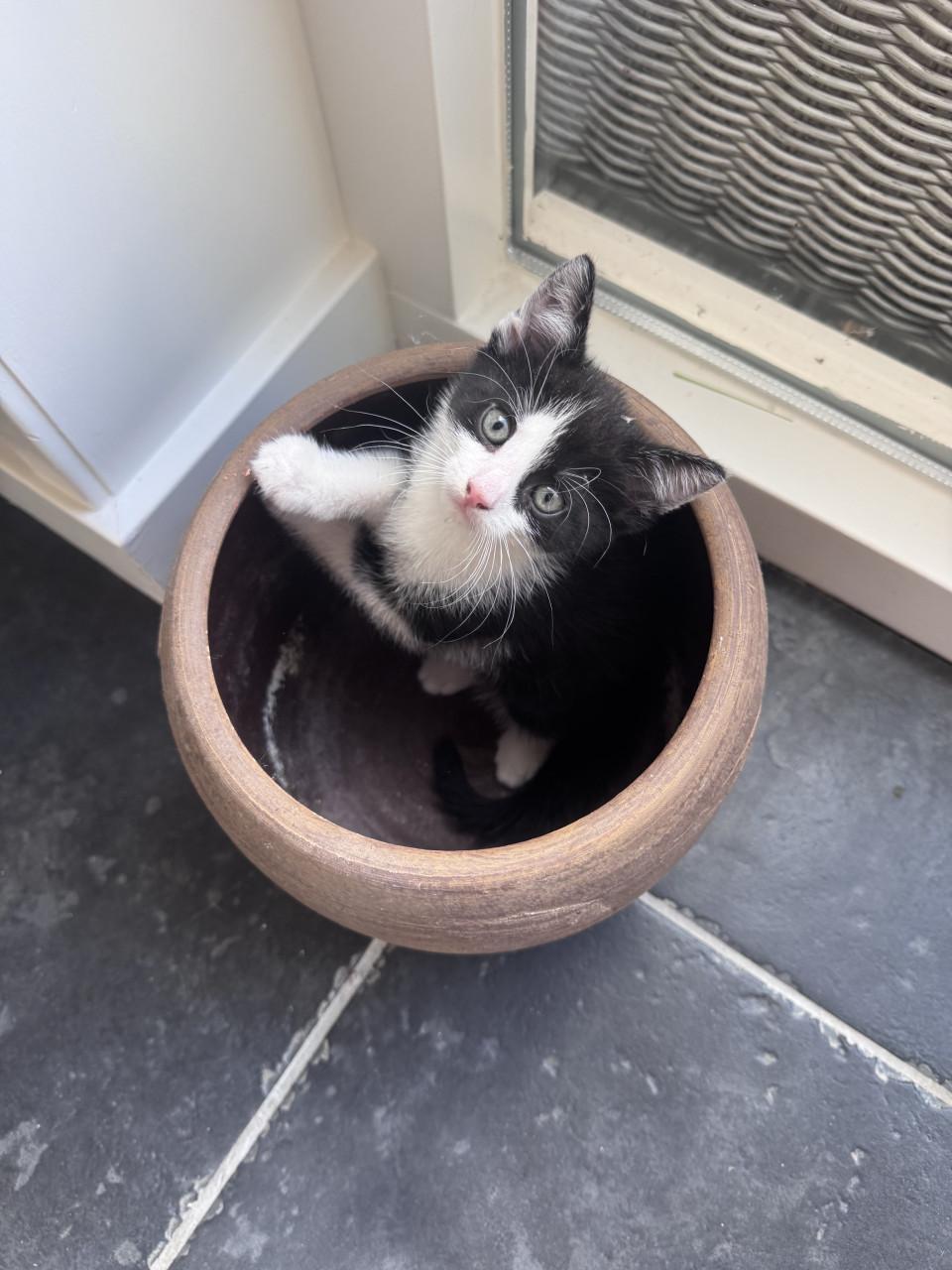 2 lieve kittens zoeken een liefdevol huis