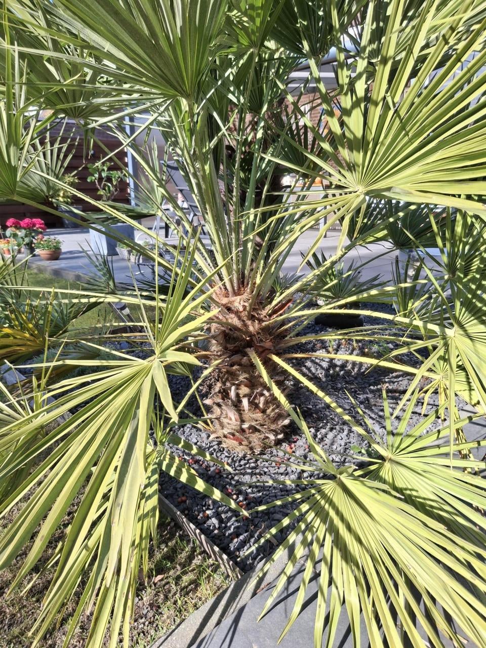 Dwergplm  (Chamaerops Humilis)