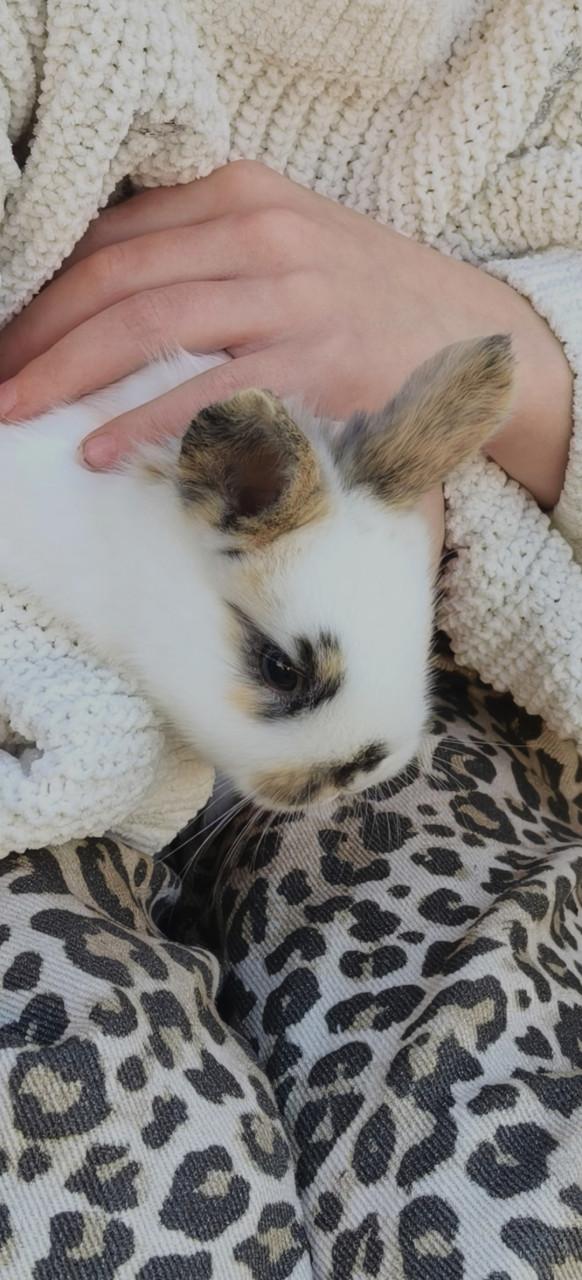 Lieve baby konijntjes