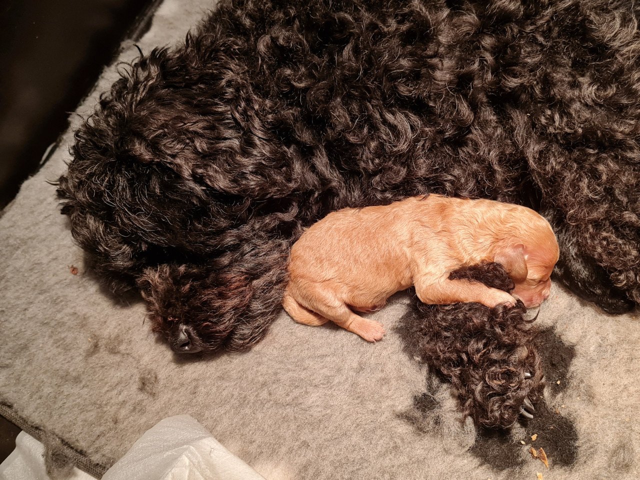 Toypoedel pups