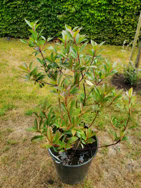 Bio planten