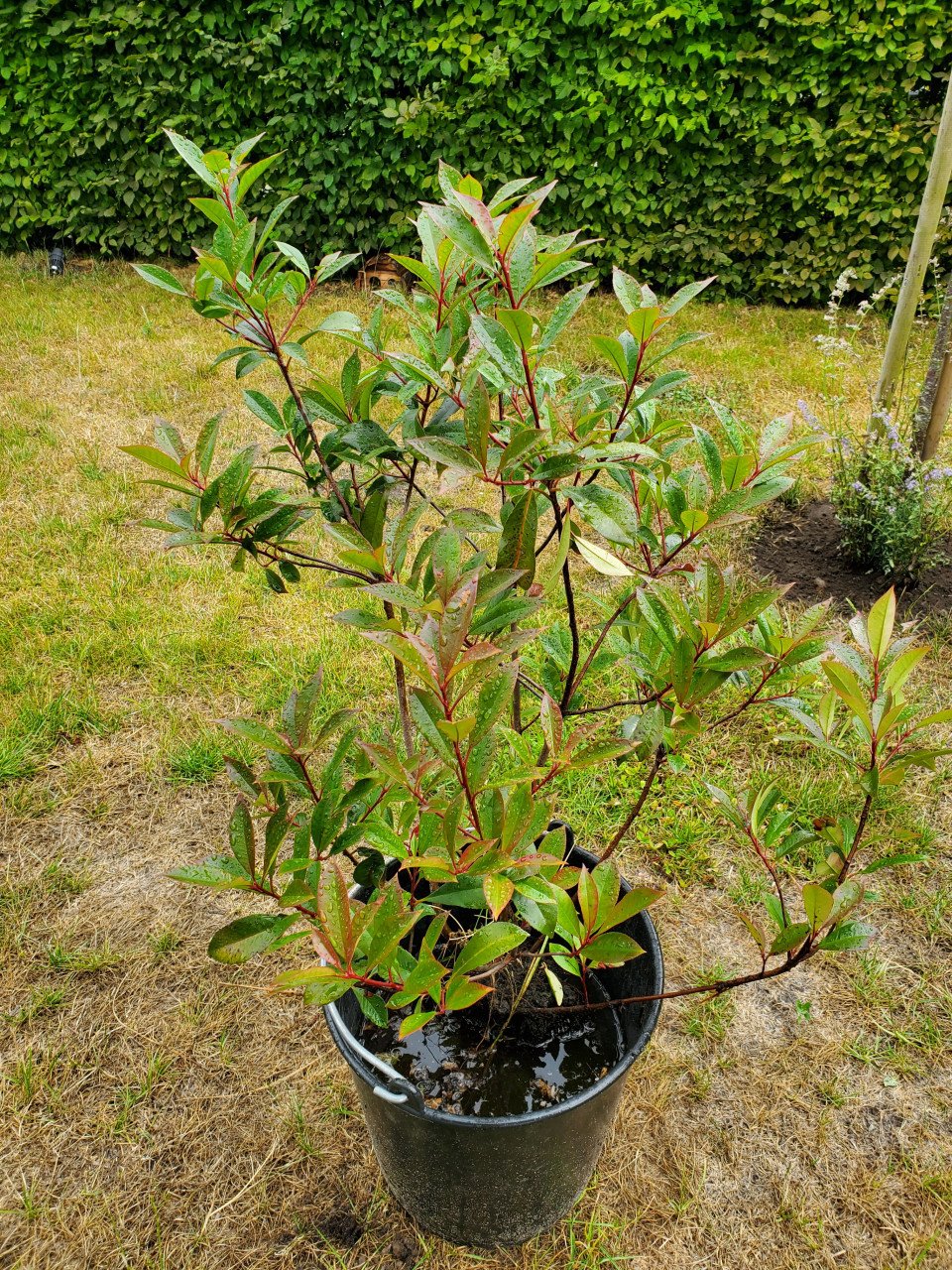 Bio planten