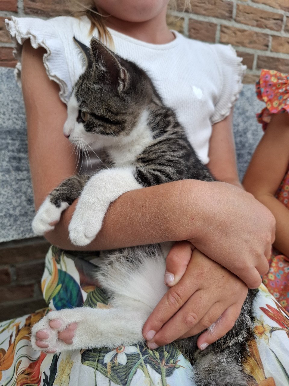 Kittens
