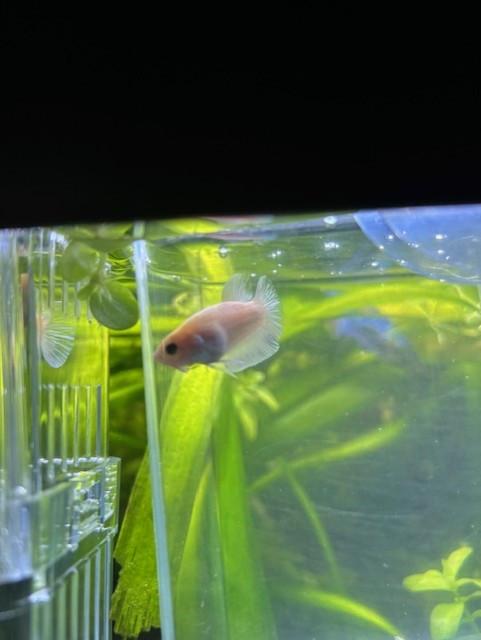 Siamese kempvissen  beta