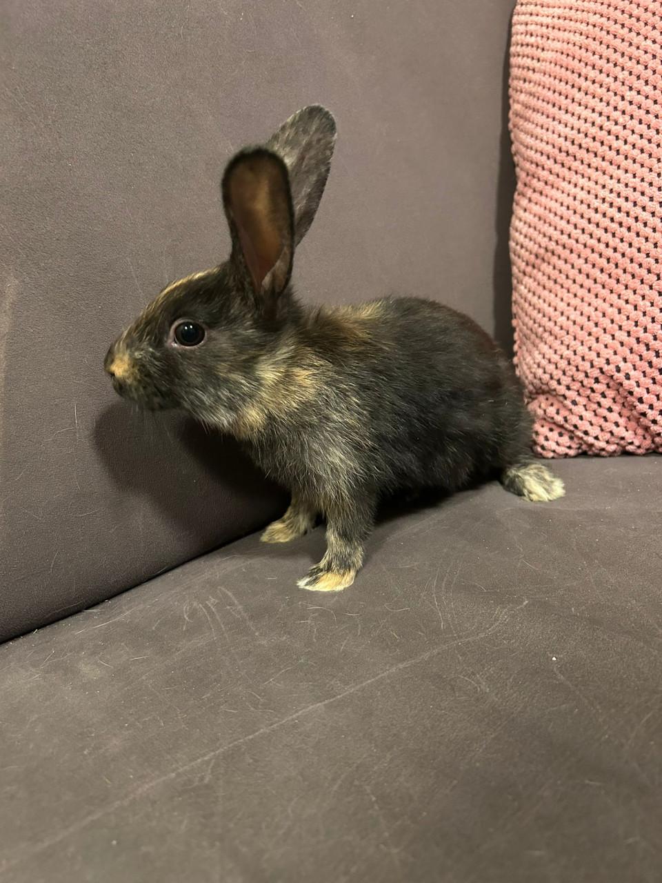 3 lieve baby konijntjes