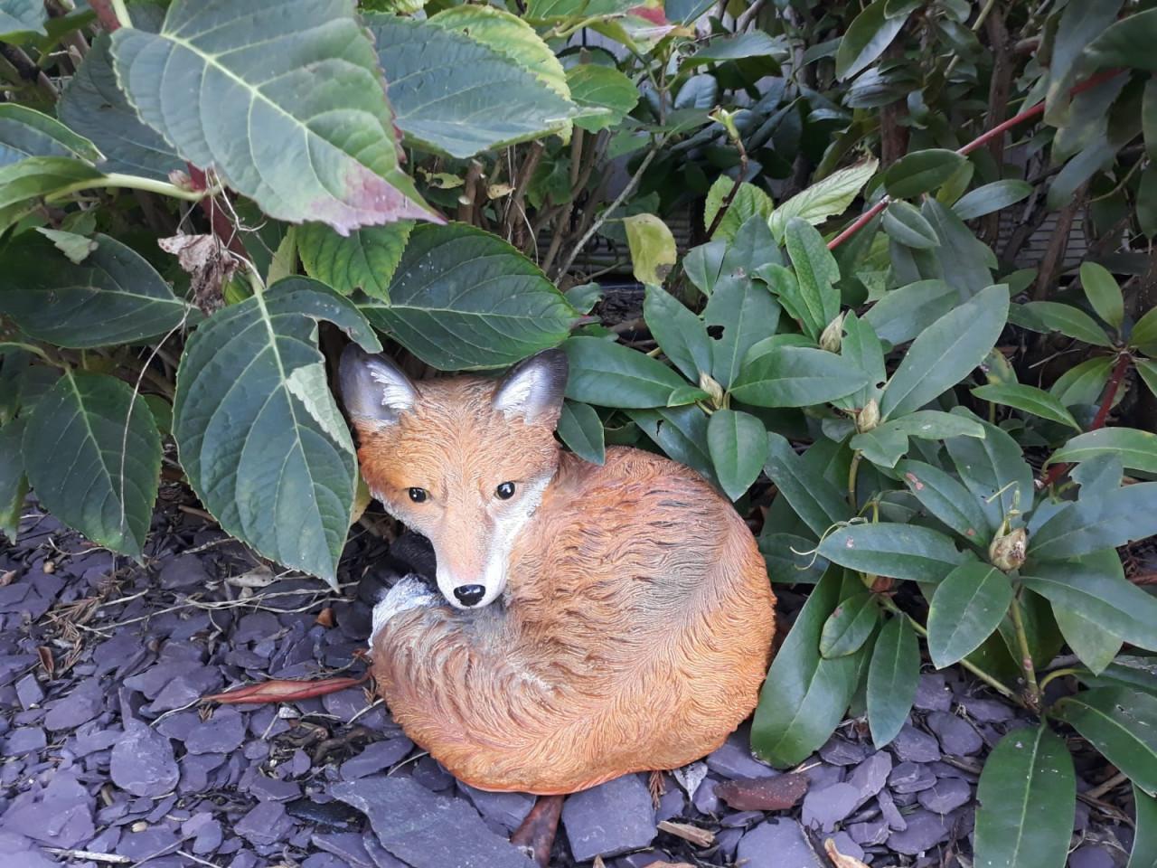Varken zittend met rode laarzen