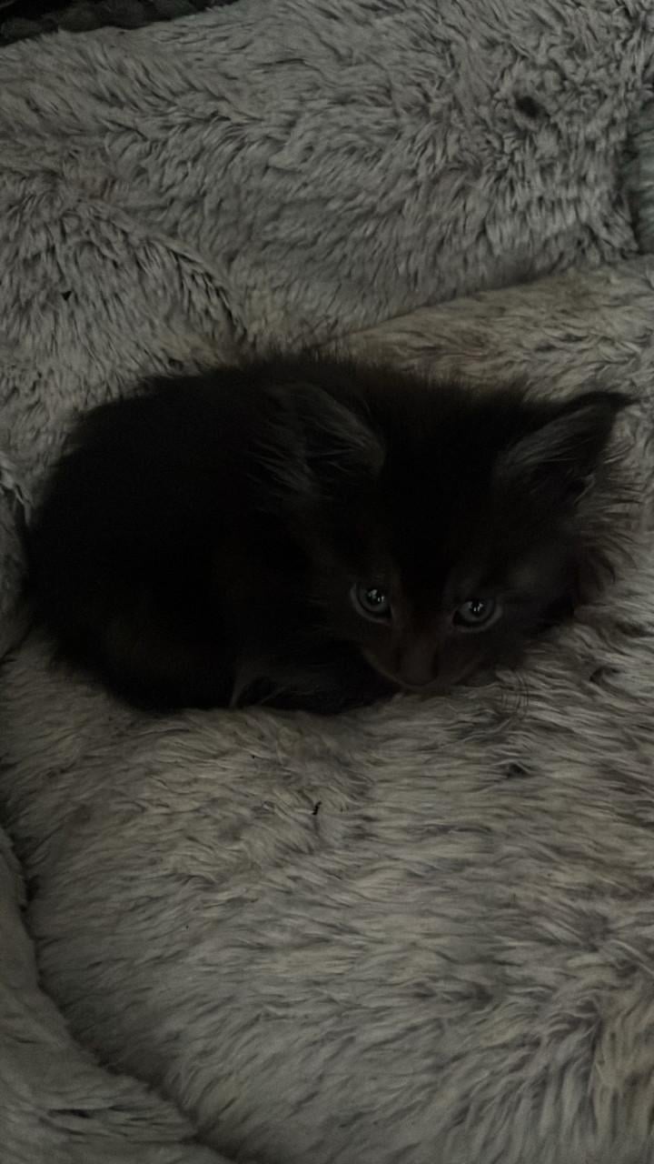 Maincoons kittens te koop