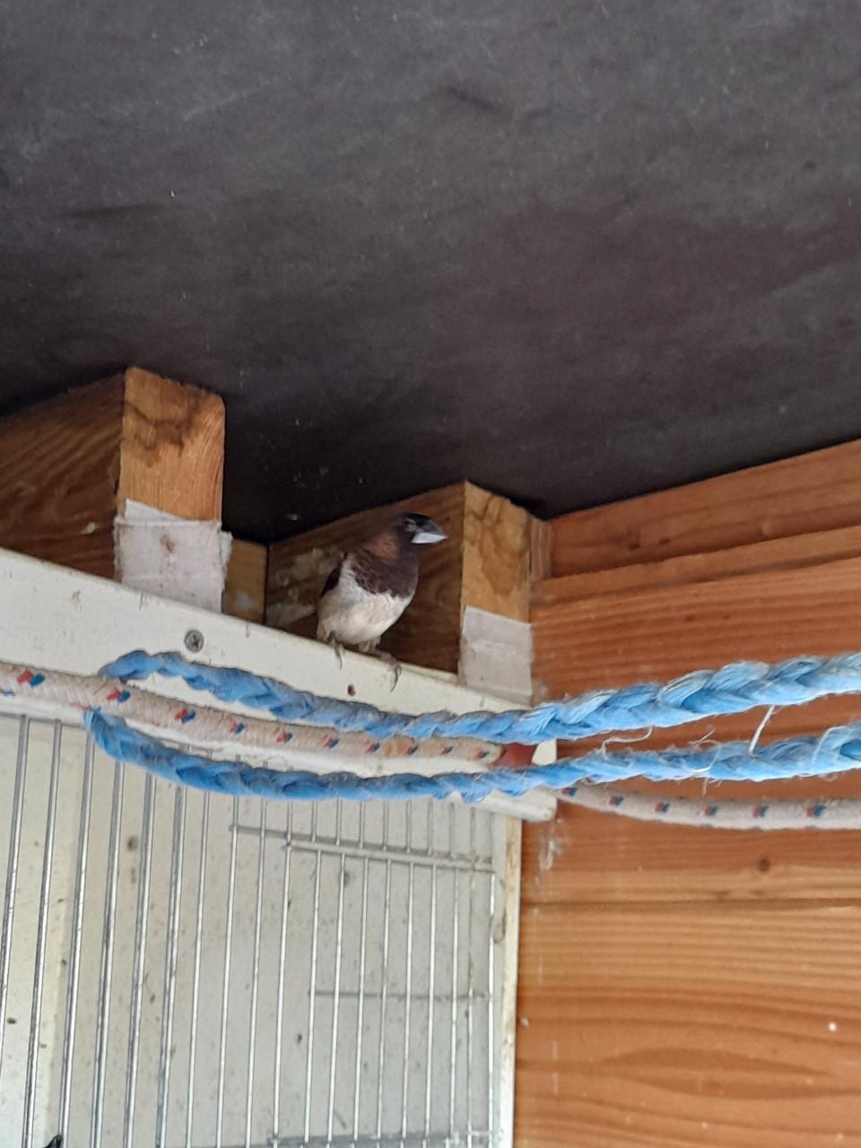 Te koop   : Japans Meeuwtje