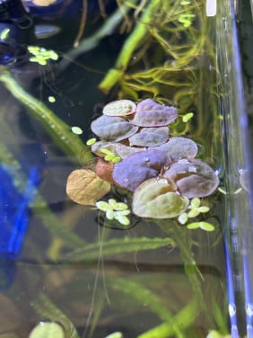 Aquarium rode drijfplant