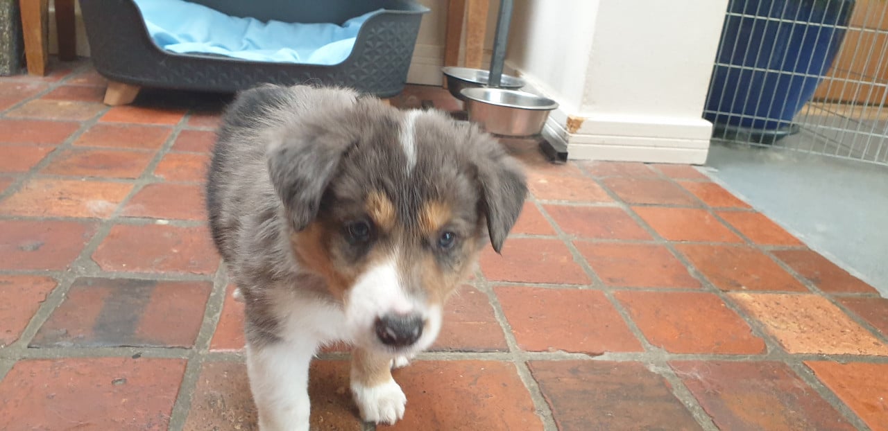 Border Collie