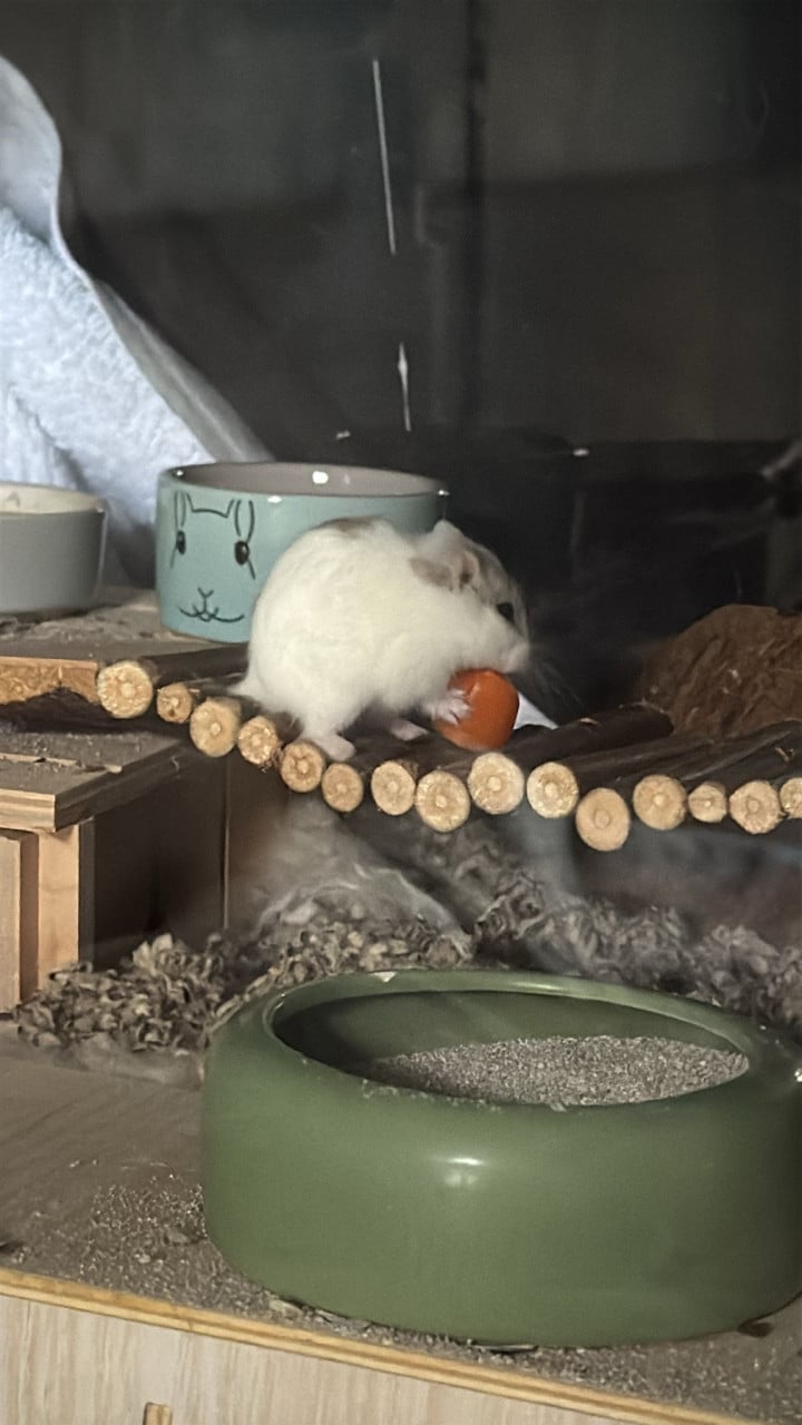 Hamster met hok