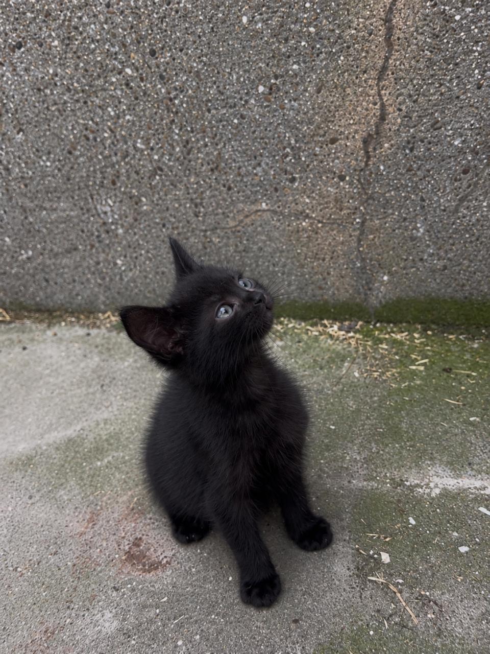 3 lieve kittens zijn nog opzoek naar een huisje🐾