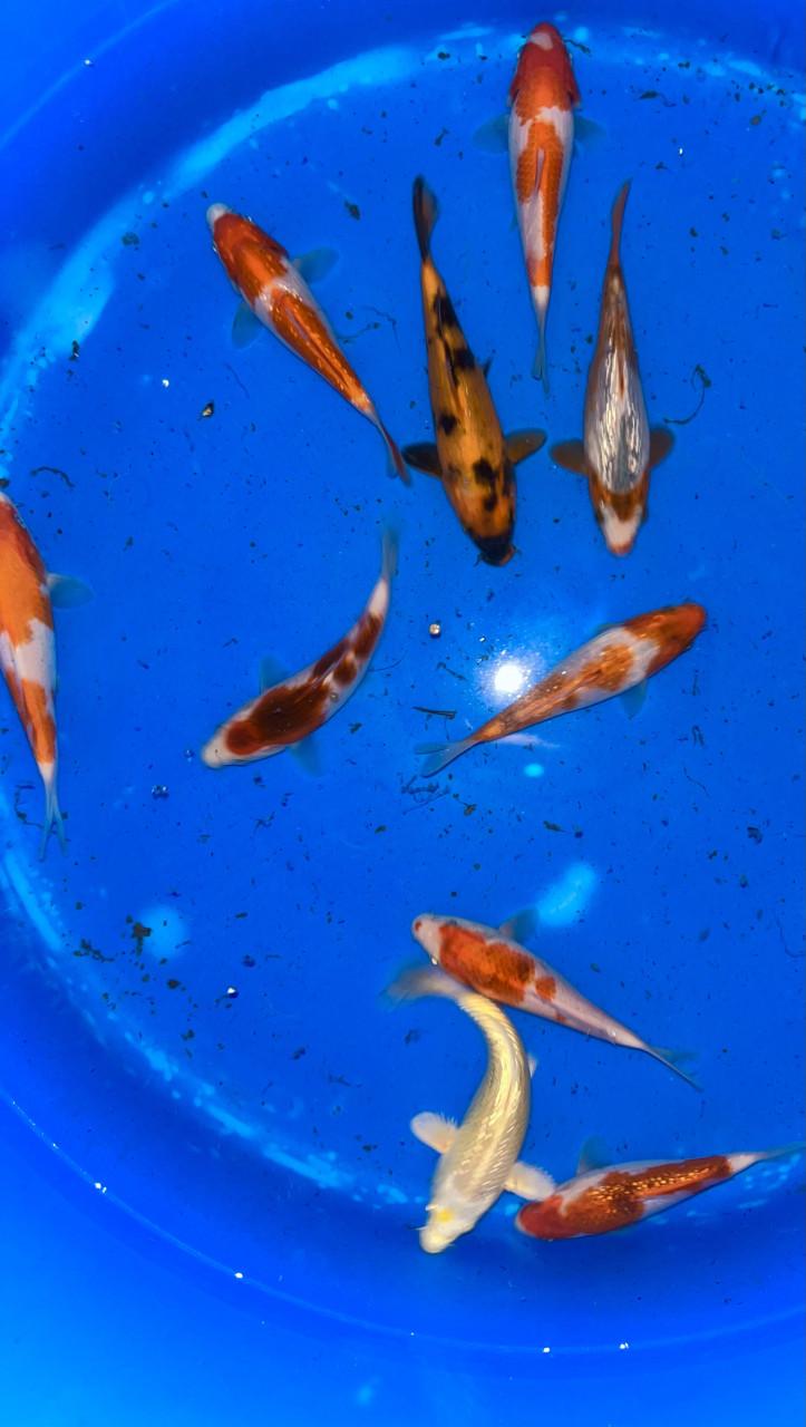 Japanse Tosai 13-17cm EENMALIGE AANBIEDING 30 VOOR €360,-