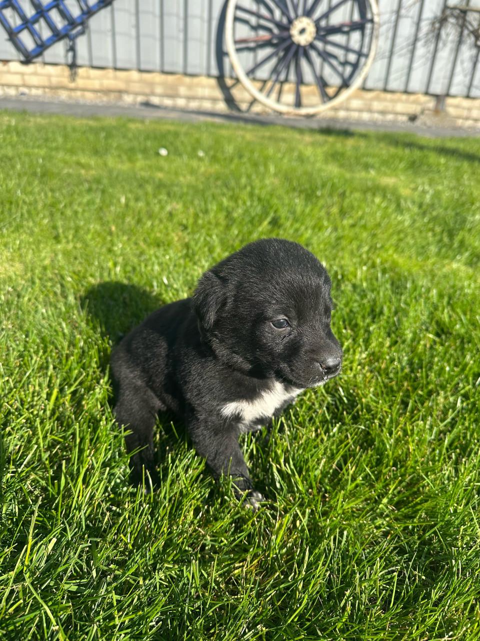 Puppy’s gekruisd met Labrador