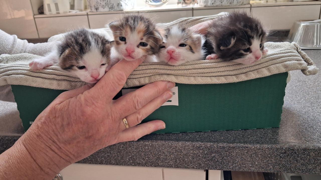VIER LIEVE SPEELSE EN GEZONDE KITTENS BESCHIKBAAR!
