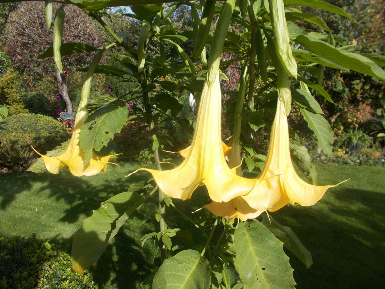 BRUGMANSIA /  Engelen trompetbloem planten