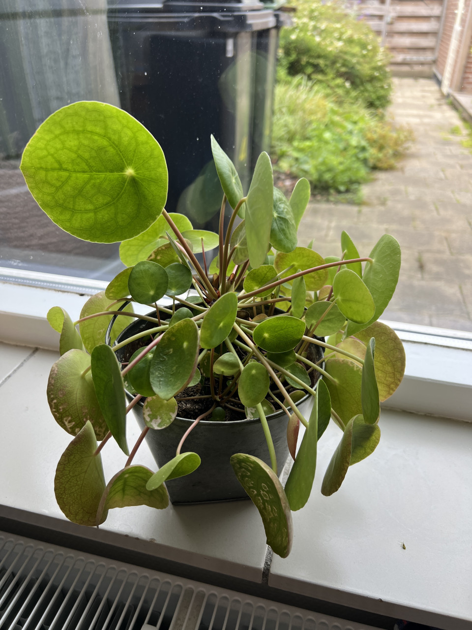 Diverse kamerplanten