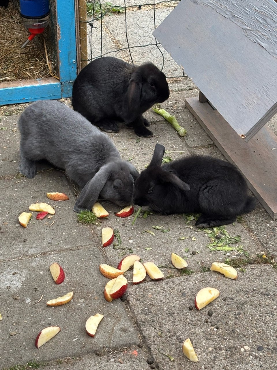 Baby konijntjes